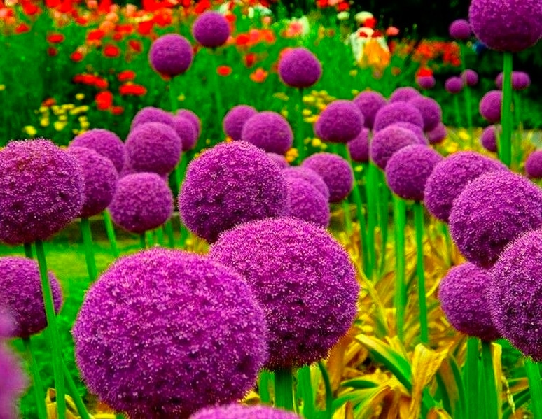 Как вырастить декоративный лук, популярные разновидности