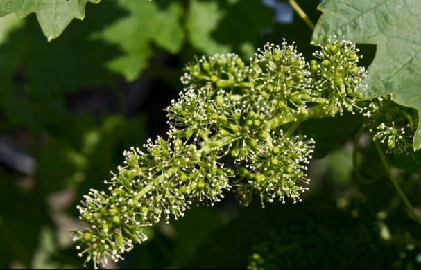 Описание сорта винограда Саперави — как выращивать