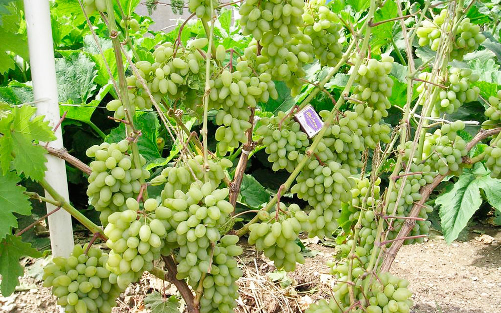 Правила разведения винограда Гарольд раннего созревания