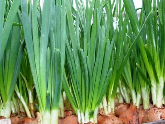 Тепличный способ выращивания зеленого лука, методы для зимы