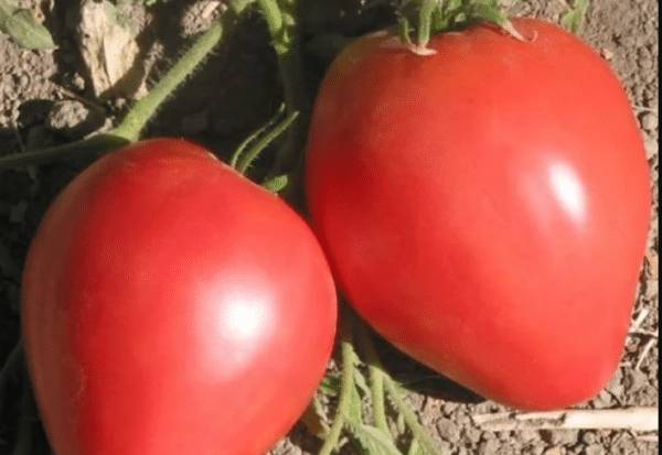 Сортовые особенности и описание томата Лентяйка