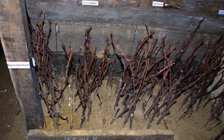 Выращивание винограда и уход за ним в средней полосе для новичков