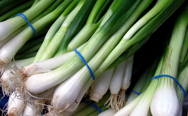 Лучшее время посева, техника выращивания лука Сорокозубки