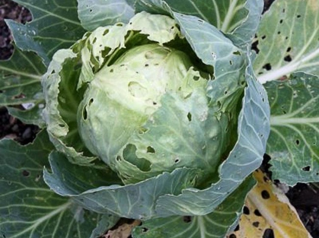Способы избавления от слизней на капусте
