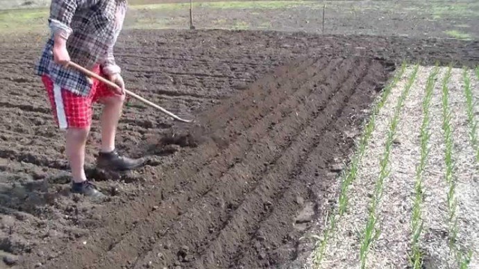 Рейтинг лучших элитных сортов картошки для Урала