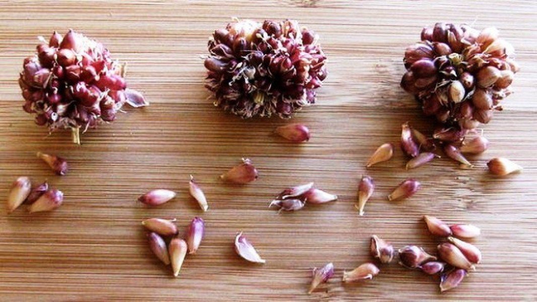 Описание технологии выращивания сортового чеснока Добрыня