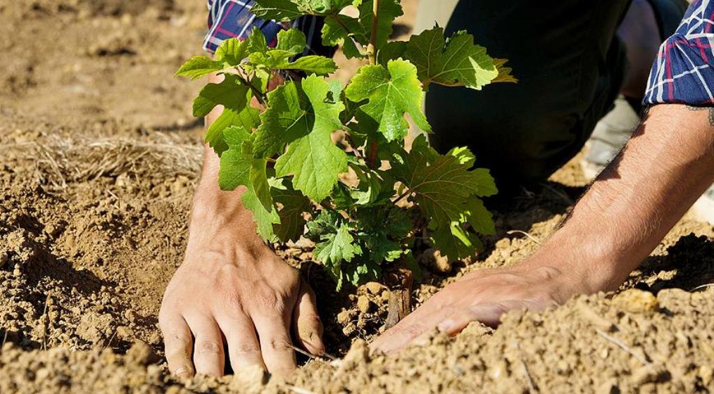 Можно ли пересаживать виноград осенью — подходящие сроки