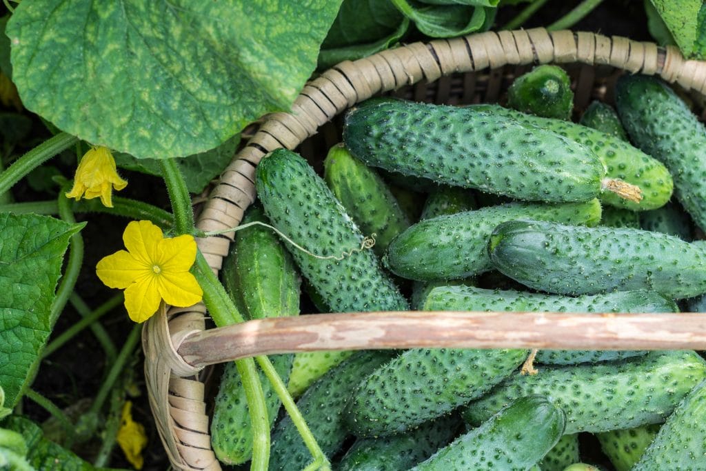 Засолка огурцов холодным способом на зиму для хранения