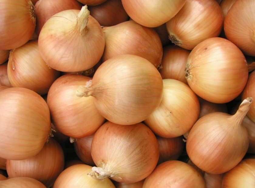 Лучшие сорта лука репки для посадки в зиму севком и семенами