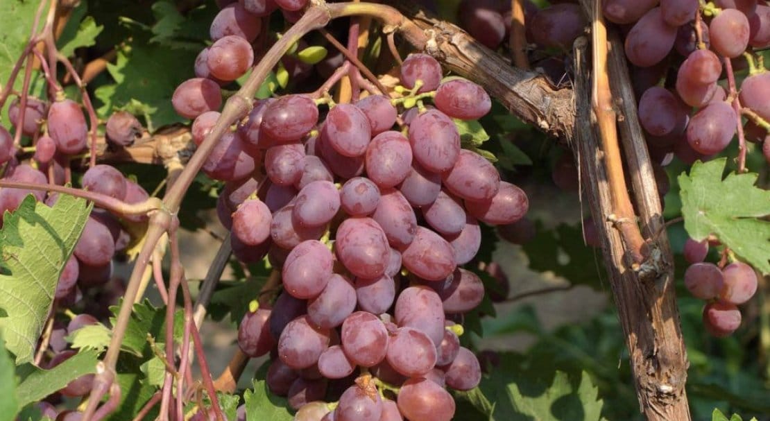 Выращивание винограда в Подмосковье в открытом грунте