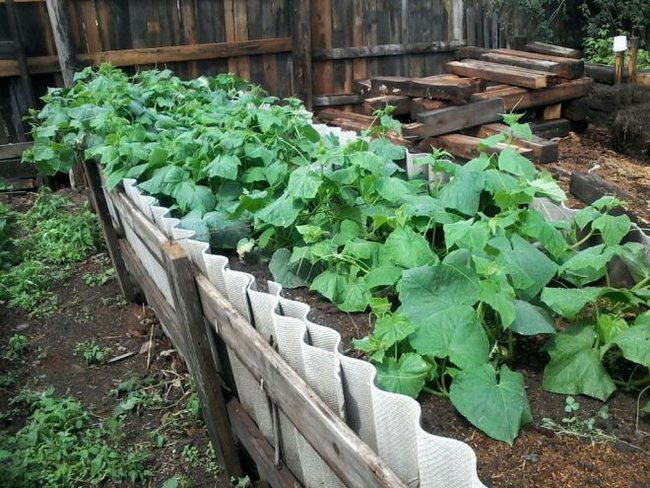 Лучшие сорта огурцов для выращивания в открытом грунте