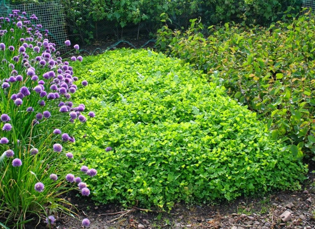 После какой культуры сажают огурцы в открытом грунте