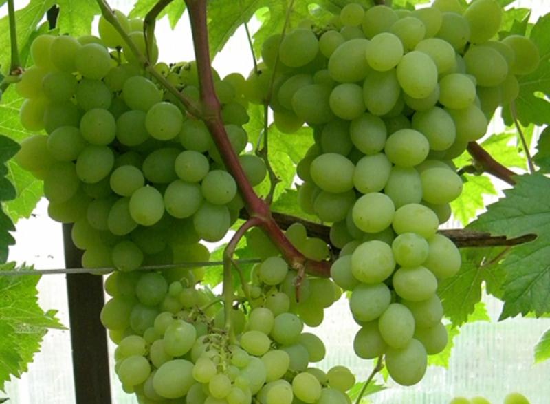Как посадить и ухаживать за виноградом Валек