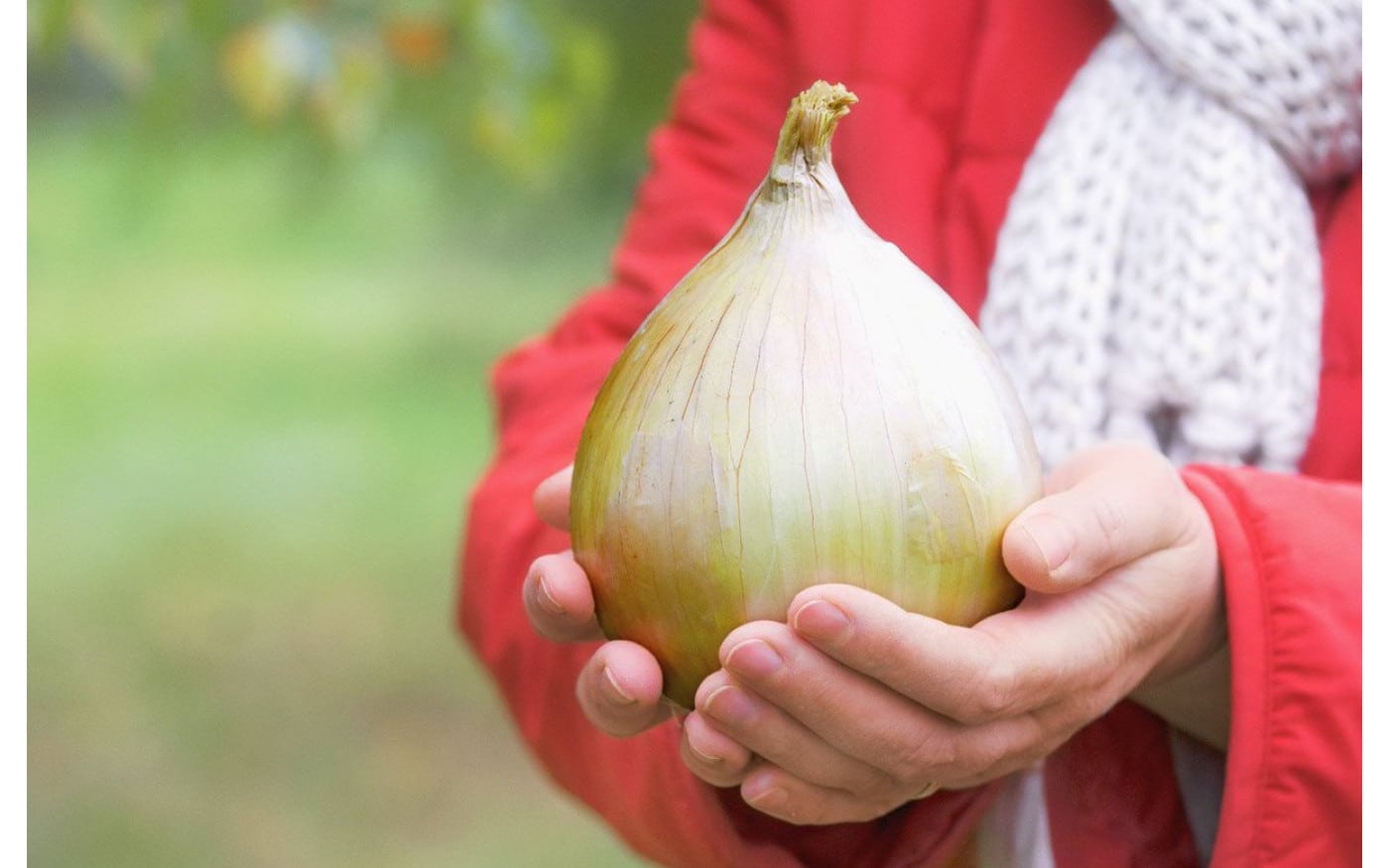 Технология высаживания, уход за луком Эксибишен в открытом грунте