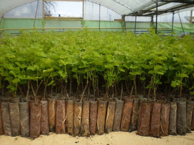 Посадка винограда Юлиан — как правильно ухаживать