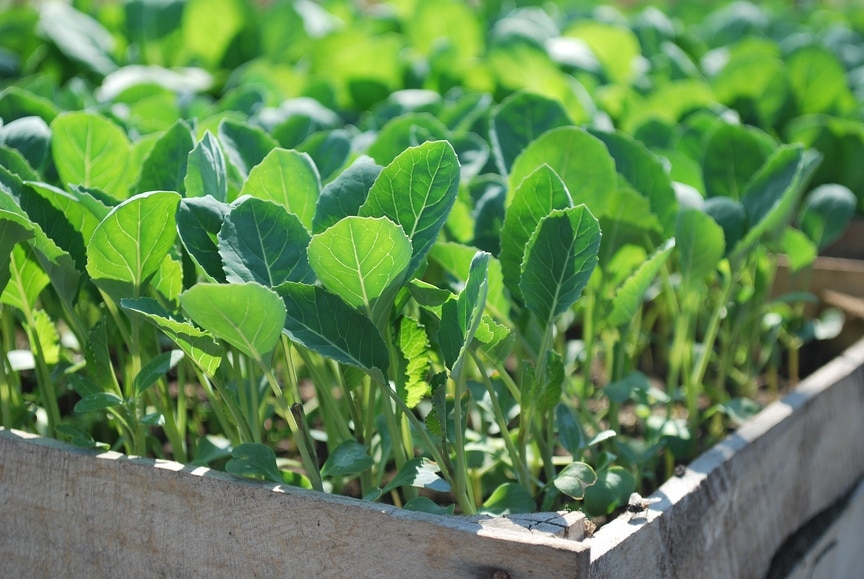 Как посадить и вырастить капусту сорта Амагер