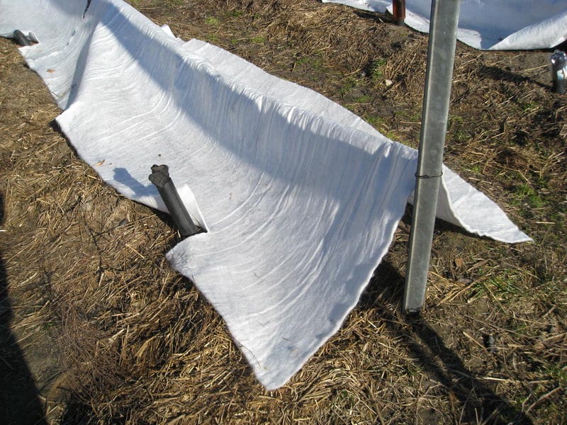 Какой мороз выдерживает виноград весной без укрытия — сколько градусов