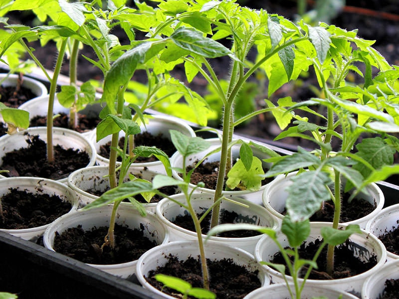 Особенности выращивания и посадки томата Махитос