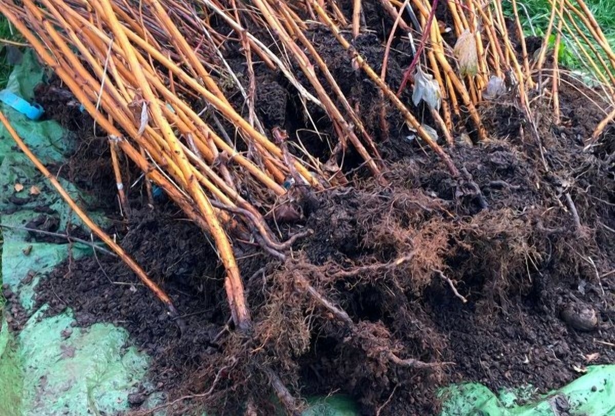 Краткая история и описание сорта малины Метеор