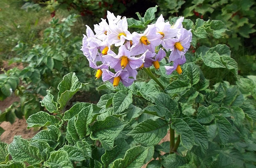 Сорт картошки Бельмондо — описание технологии выращивания