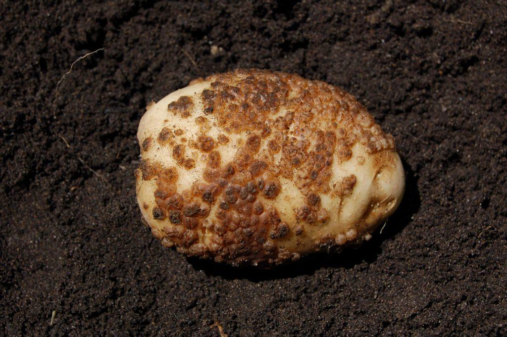 Причины появления и лечение парши картофеля