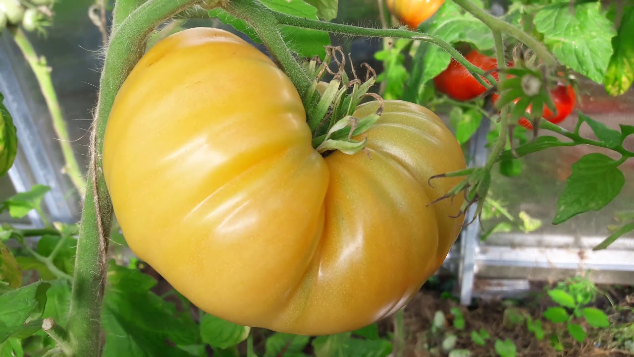 Каковы отличительные характеристики биф-томатов