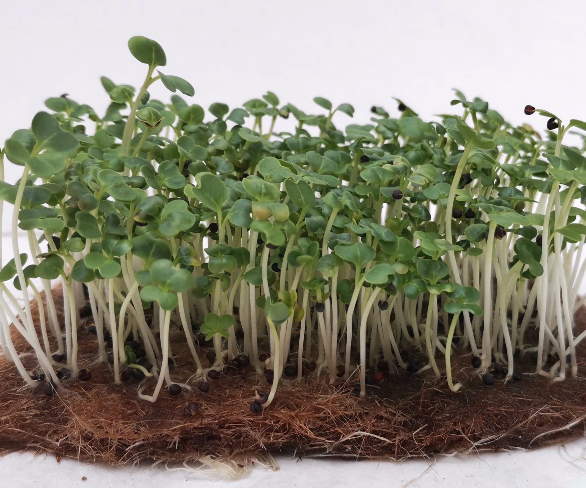 Особенности китайской листовой капусты пак-чой