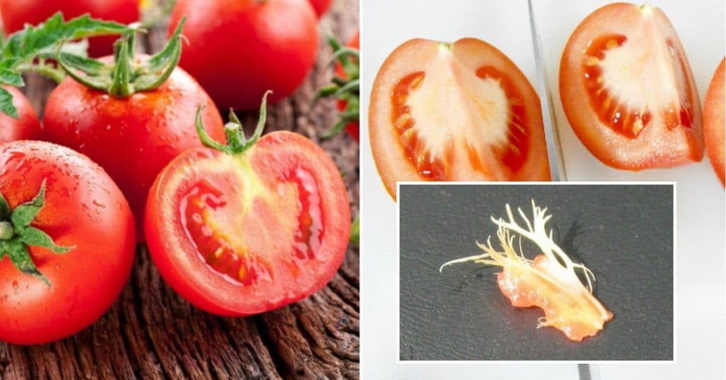 Причины белых жестких прожилок в помидоре