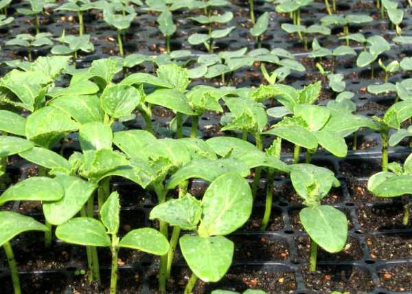 Приемлемая температура воздуха для роста огурцов ночью