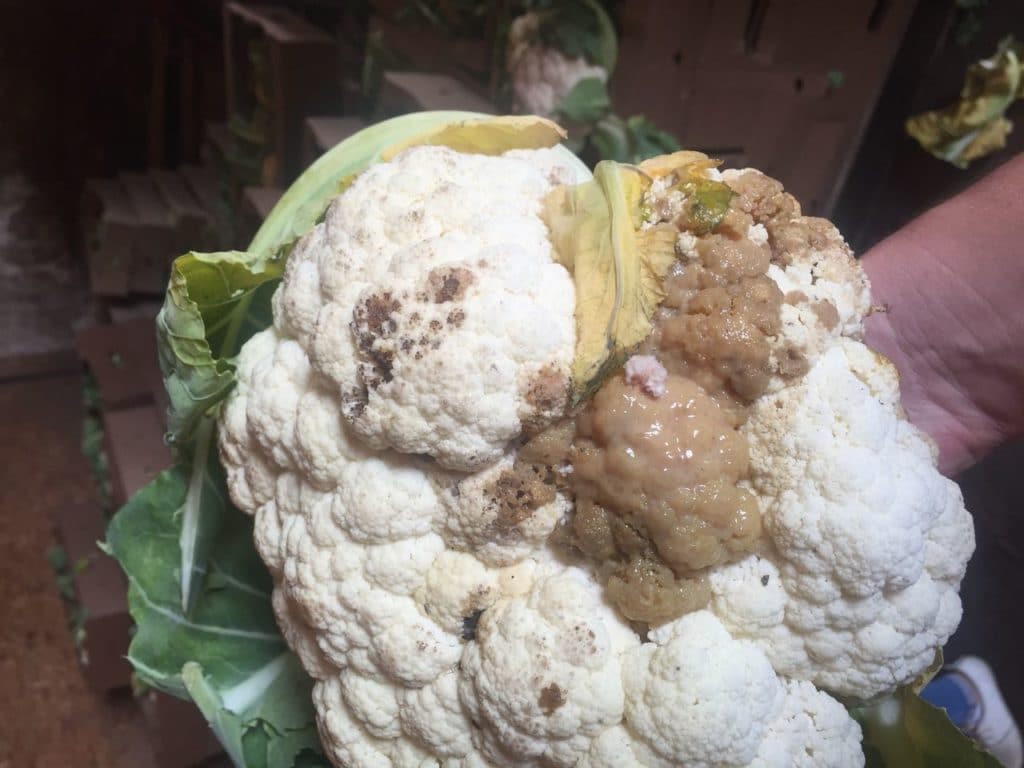 Заболевания капусты и методы борьбы с ними