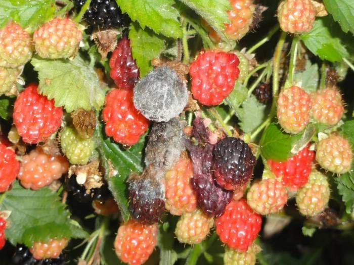 Самые распространенные заболевания и вредители малины