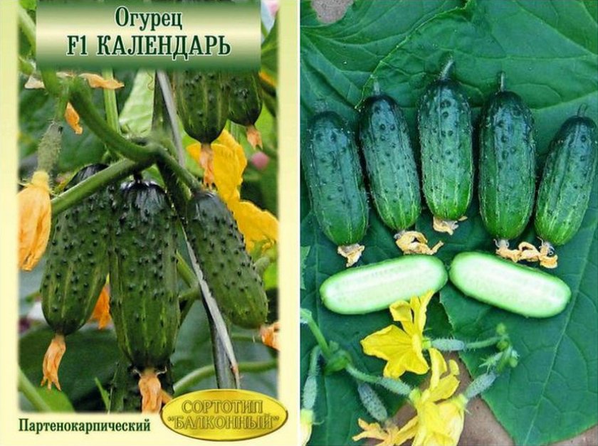 Что такое партенокарпические гибриды огурцов