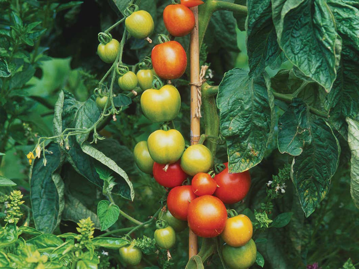 Что такое индетерминантные сорта томатов