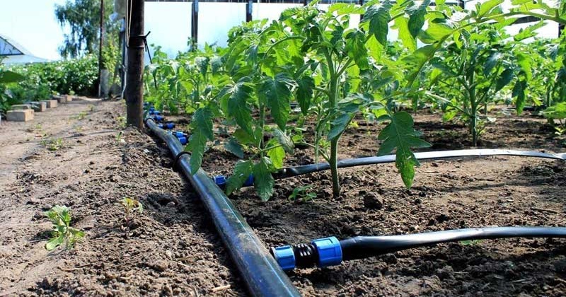 Популярные разновидности помидоров сливка