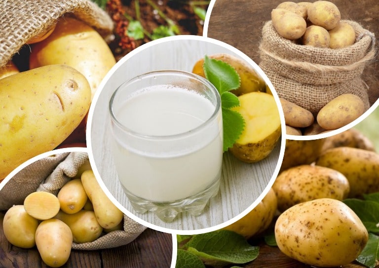 Что такое картошка — чем является, какой это вид?