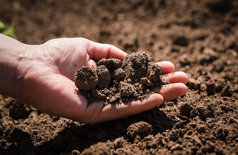 Среднеспелый сорт картофеля Наяда — описание корнеплода