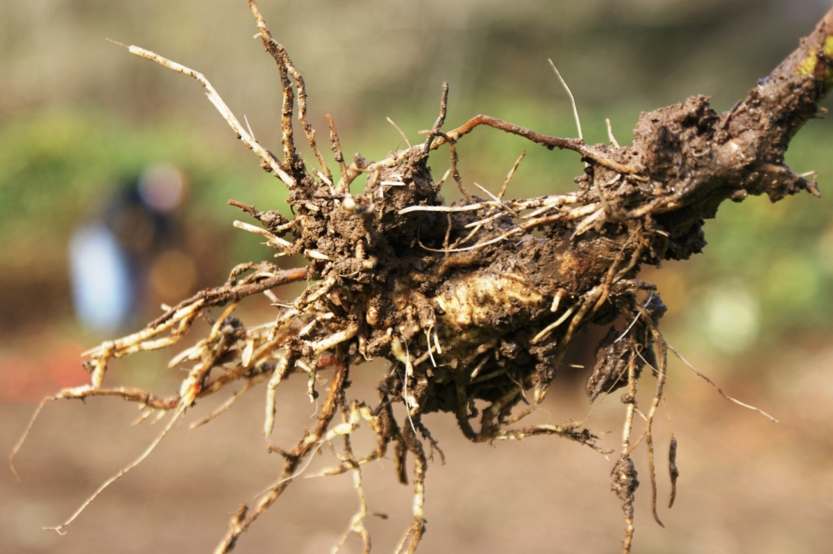 Когда и как правильно посадить ежевику осенью