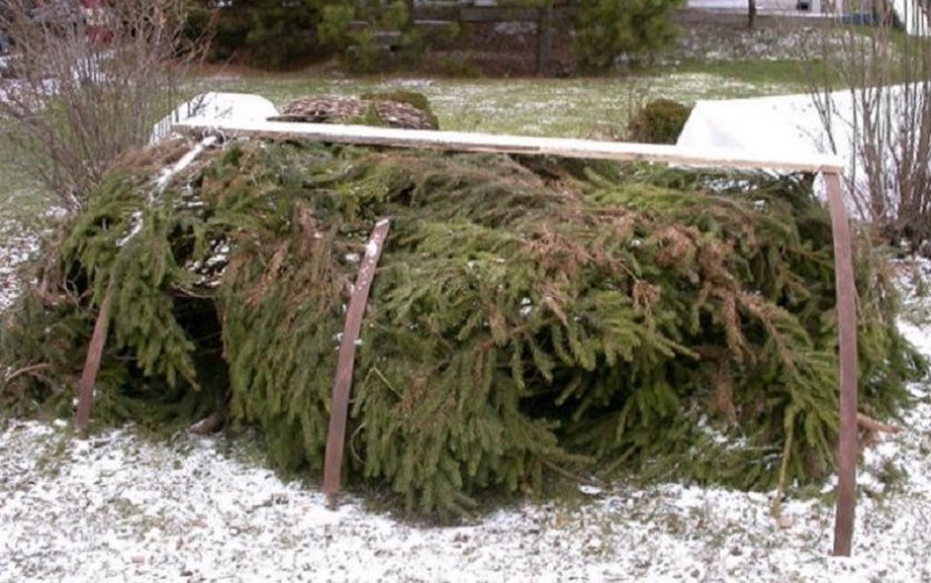 Способы и методы укрытия ежевики на зиму