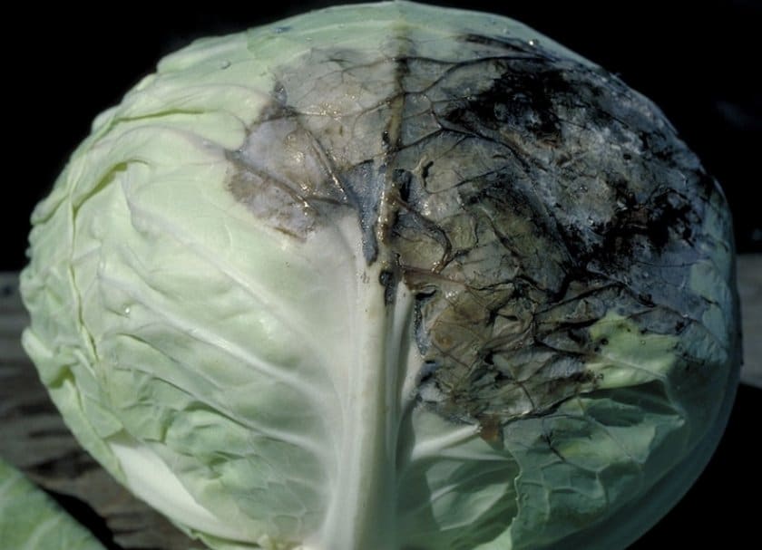 Сколько градусов мороза выдерживает капуста