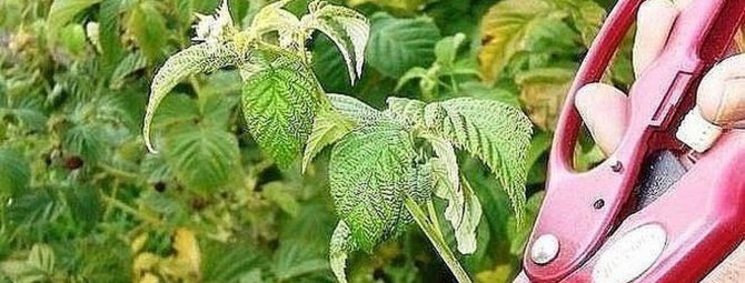 Описание методики обрезки малины по схеме Соболева