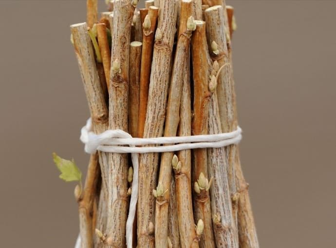 Можно ли размножать малину черенками осенью