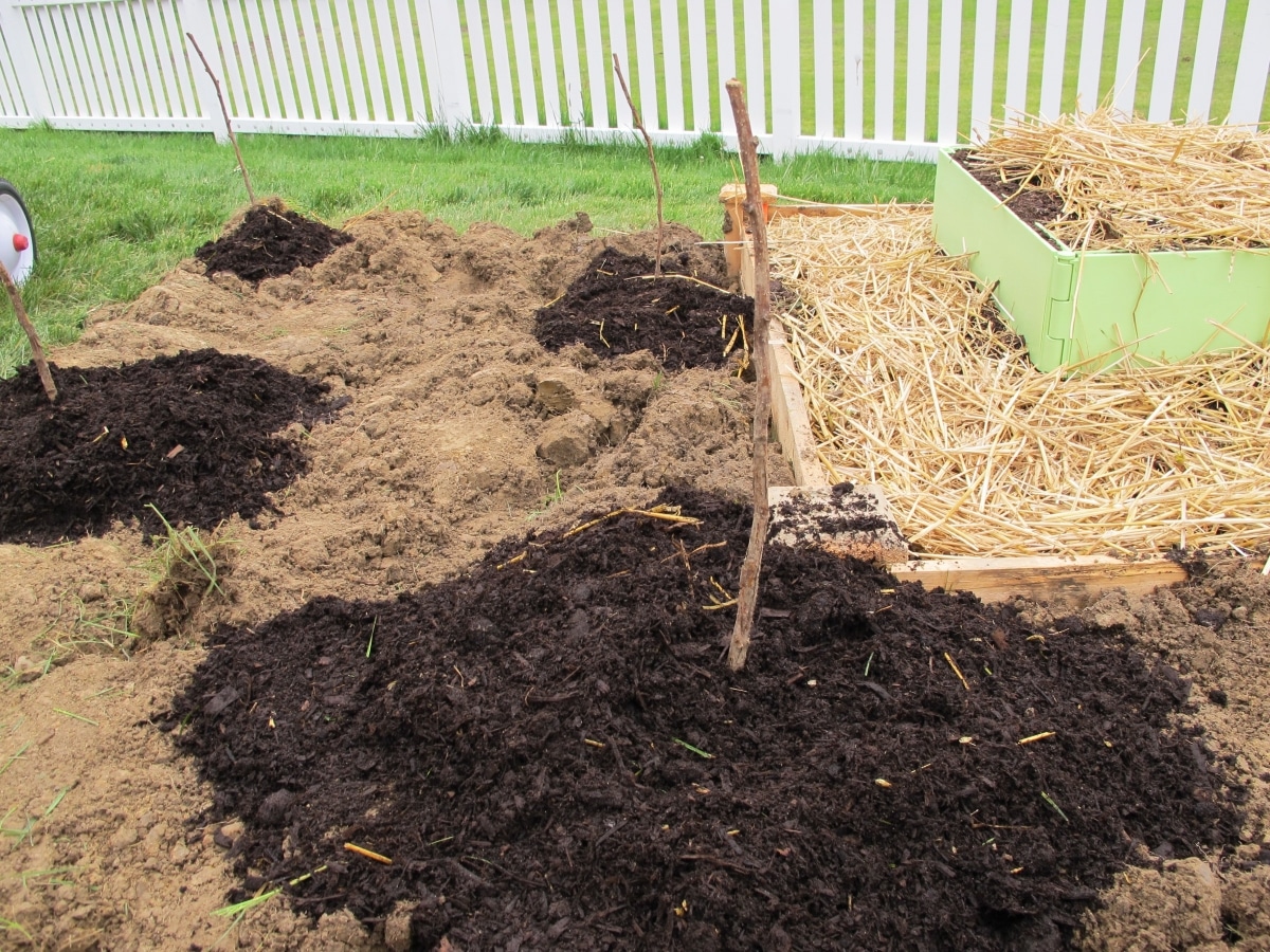 Через какое расстояние сажать малину между собой