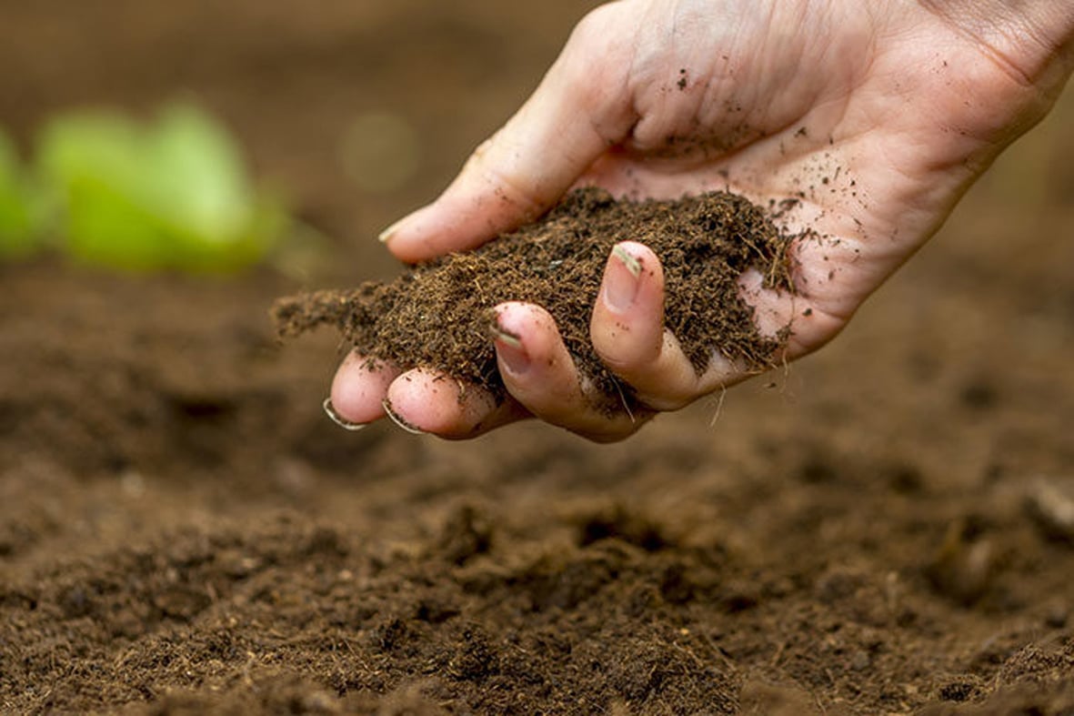 Выращивание среднераннего сорта картошки Бельмондо