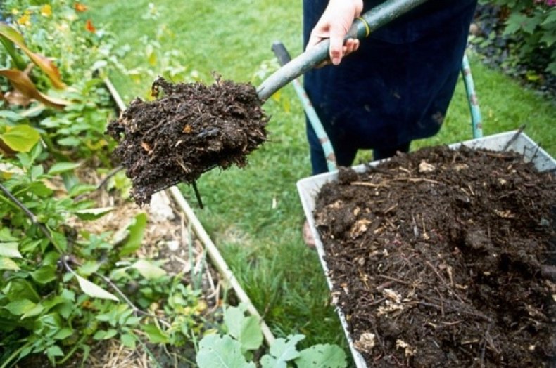 Современный ремонтантный сорт малины Самохвал