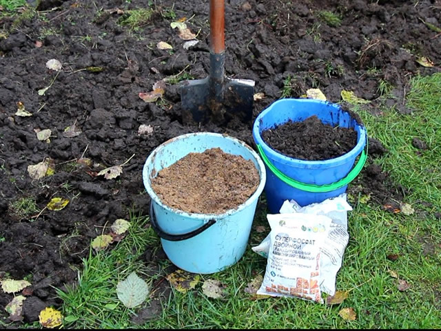 Характеристики и отличительные черты Малинового дерева Таруса