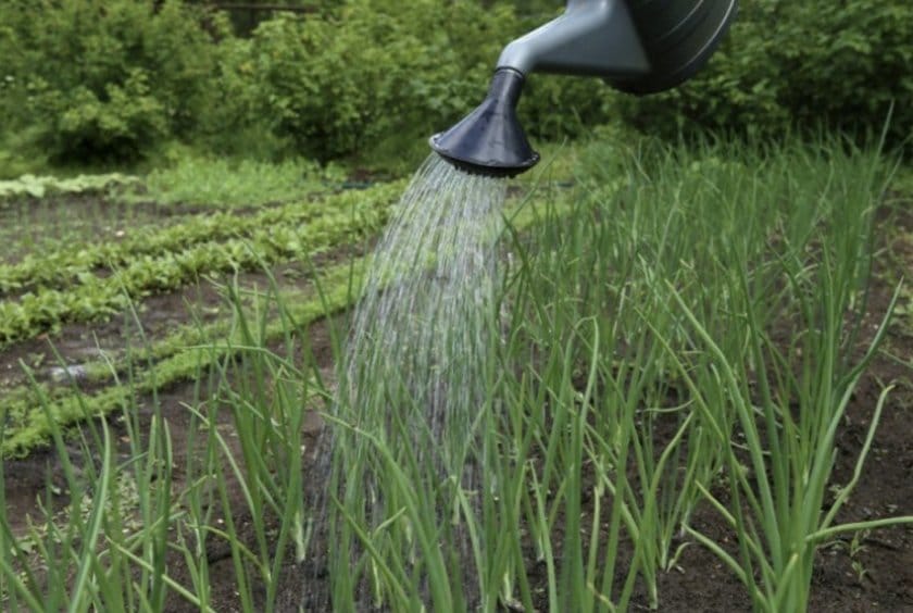 Выращиваем лук-севок из чернушки, технологии озимого и весеннего сева