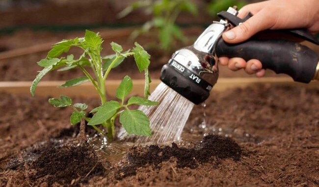 Как правильно выращивать и ухаживать за малиной