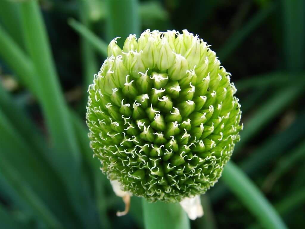 Характеристики популярных сортов лука батуна, высеивание и уход