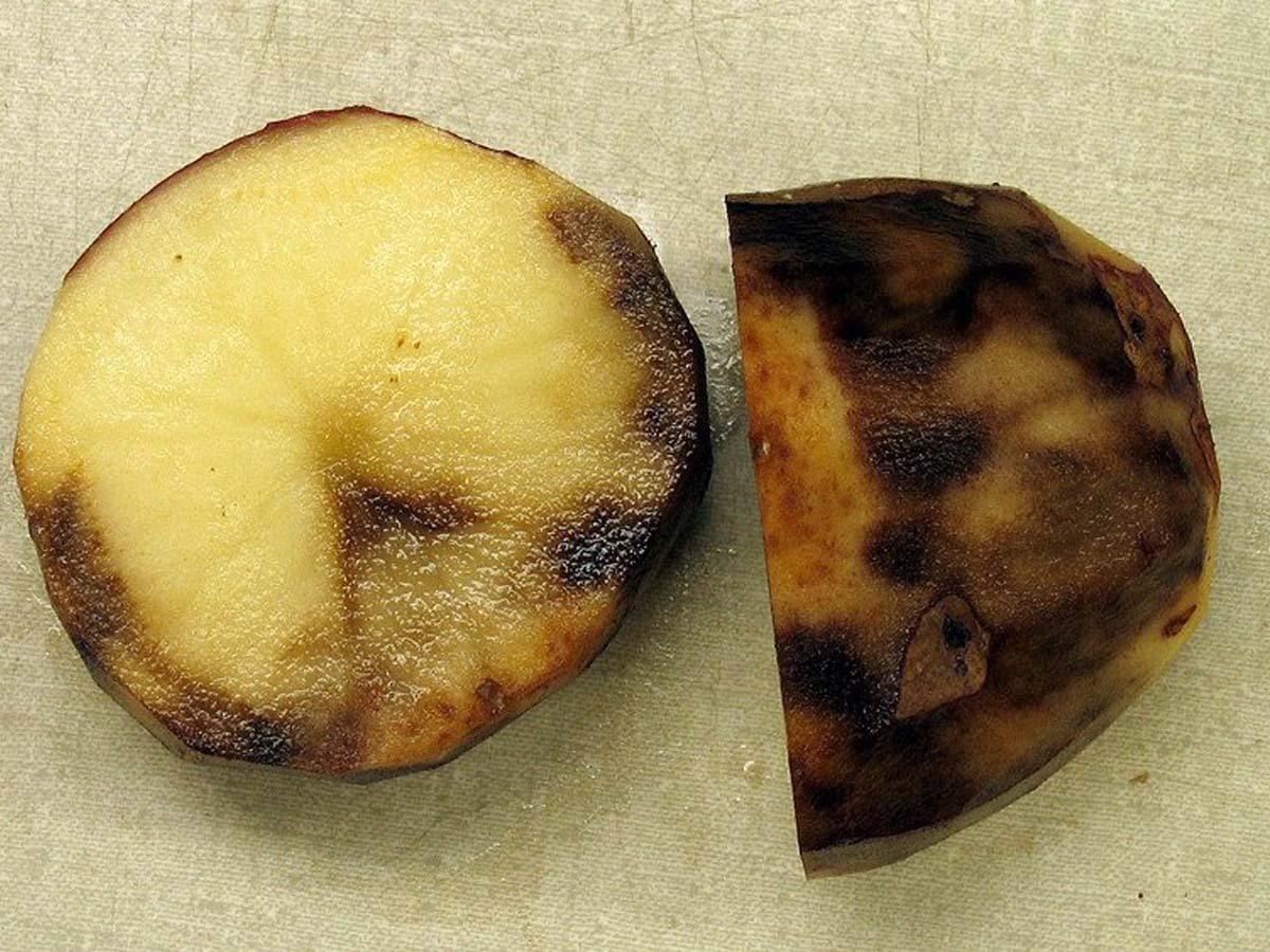 Какой сорт картошки не восприимчив к парше и фитофторозу?