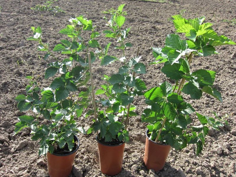 Новый американский гибридный сорт ежевики Небеса могут подождать